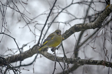 Carduelis chloris in the wild. Birds arriving in spring from warm lands