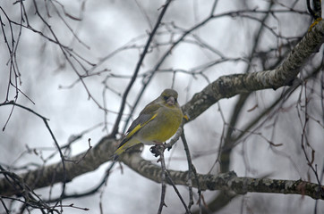 Carduelis chloris in the wild. Birds arriving in spring from warm lands