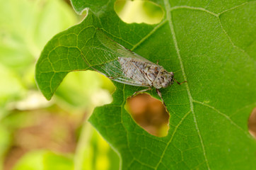 Grey Cicada On Green Leaf