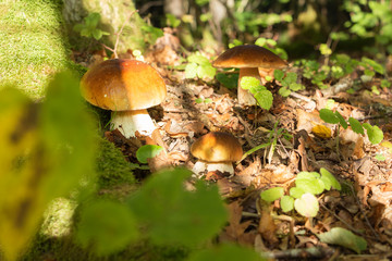 glade with mushrooms on the edge of the forest. autumn is the time of mushrooms.