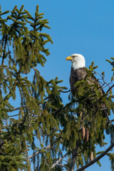 An American Bald Eagle perched in a conifer tree.