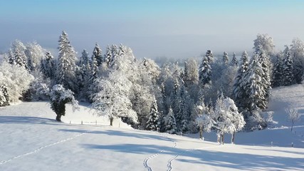 Low level flight over snowy trees on a beautiful winter day in Switzerland