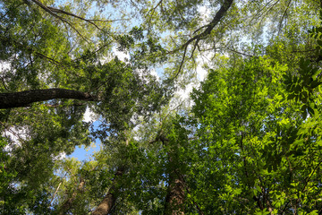 Looking up into the canopy of a deciduous forest