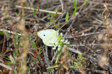 The cabbage white butterfly (Pieris brassicae) using its extended proboscis to reach the nectar of...