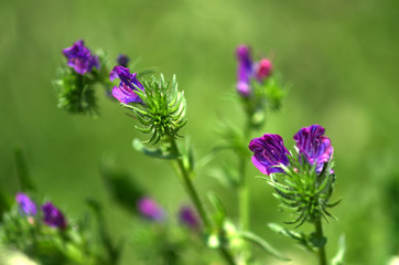 Purple Flowers