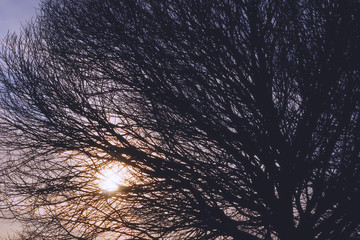 Autumn sun through the branches of a tree. Contour dark silhouettes of tree branches against the background of the sun and cold cloudy sky.