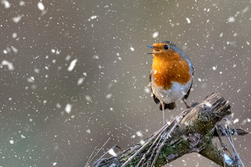 Little Robin Red breast perched in on a tree stump in the snow  at Christmas