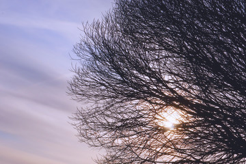 Autumn sun through the branches of a tree. Contour dark silhouettes of tree branches against the background of the sun and cold cloudy sky.