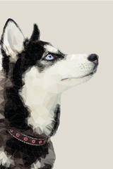 siberian husky dog © Владислава Жеребило