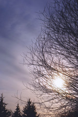 Autumn sun through the branches of a tree. Contour dark silhouettes of tree branches against the background of the sun and cold cloudy sky.