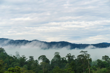 Fototapeta na wymiar Good Morning mist background sky, Misty beautiful mountain in the Golden Mountain Bright green, abundant in Narathiwat Thailand.