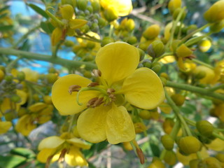 Siamese senna flower with natural background