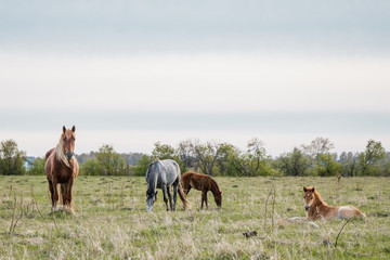 Horses calmly graze in the pasture. Mom horse with a baby foal are looking at the camera.