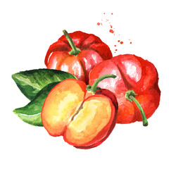 Fresh ripe Acerola or Barbados cherry with green leaves, Watercolor hand drawn illustration isolated on white background