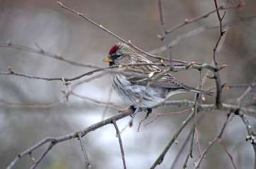 Acanthis flammea in natural habitat. Birds in the forest