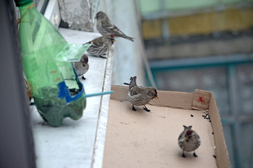 Acanthis flammea in natural habitat. Birds in the forest