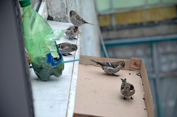 Acanthis flammea in natural habitat. Birds in the forest
