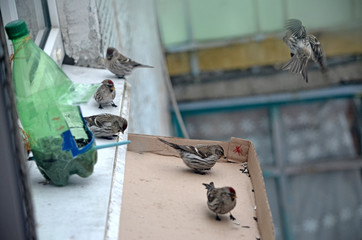 Acanthis flammea in natural habitat. Birds in the forest