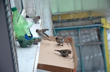 Acanthis flammea in natural habitat. Birds in the forest