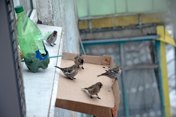 Acanthis flammea in natural habitat. Birds in the forest
