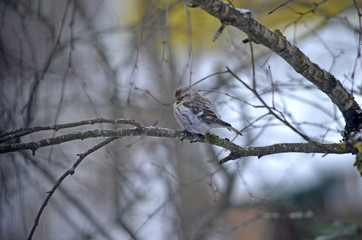 Acanthis flammea in natural habitat. Birds in the forest