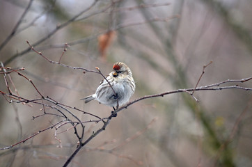 Acanthis flammea in natural habitat. Birds in the forest