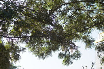 tree in forest