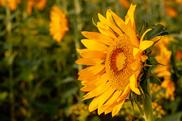 Blooming sunflower in green background