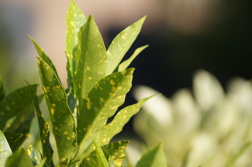 green plant in the garden
