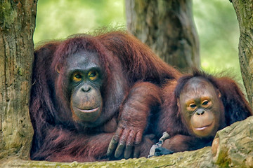 The orangutans (also spelled orang-utan, orangutang, or orang-utang) are three extant species of...