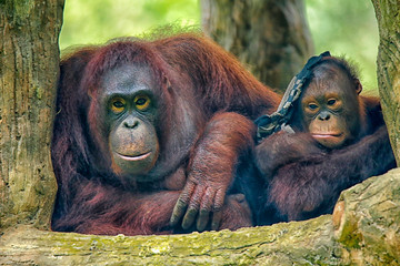 The orangutans (also spelled orang-utan, orangutang, or orang-utang) are three extant species of...
