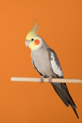 Cockatiel isolated on orange background, best parrot pictures. copy space