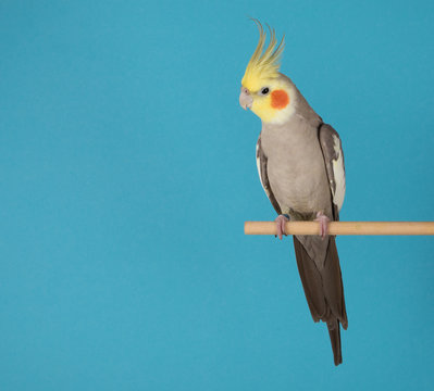Cockatiel isolated on blue background, best parrot pictures. copy space