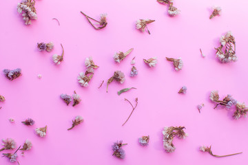 dry of flower on color background. soft focus.