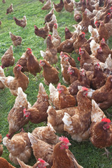 Gr&uuml;ne Wiese mit braunen H&uuml;hnern