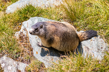 Murmeltier auf einem Stein