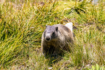 Murmeltier im Gras