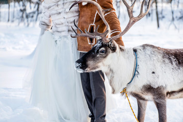 A deer stands next to the bride and groom