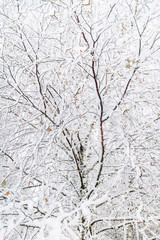 Snowy tree, winter scene. Branches of birch with leaves covered with fresh snow, France