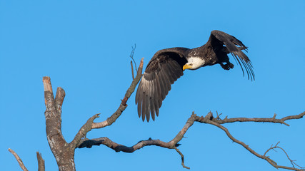 An American Bald Eagle in flight.