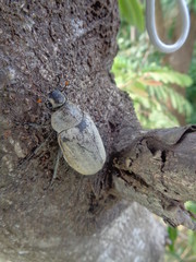 Lepidiota stigma (ampal) the exotic animal from asia (indonesia)