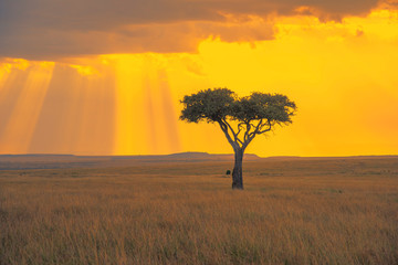 Lonely tree and beautiful light rays opening from clouds at sunset in Maasai Mara