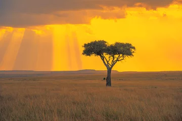 Poster Eenzame boom en prachtige lichtstralen die openen vanuit wolken bij zonsondergang in Maasai Mara © PRADEEP RAJA