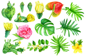 set of watercolor drawings, summer flowers and plants, a flowering cactus, azalea, anthurium, hibiscus leaves of a liana monstera