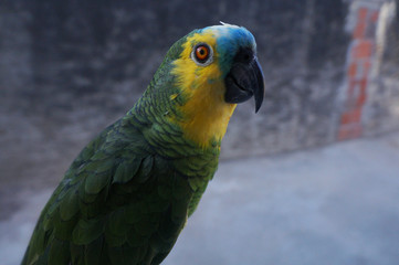 Animais
