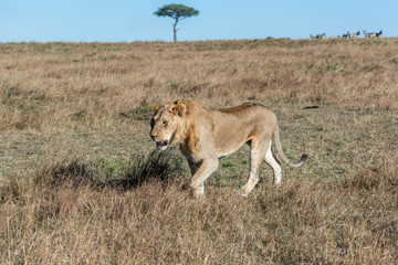 Close up shot of male lion walking in savanna at sunrise, Maasai Mara national reserve