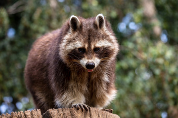 Portrait of adult male common raccoon on the tree trunk