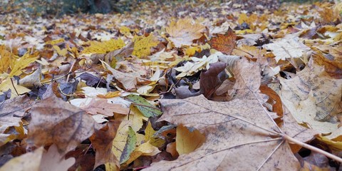 autumn leaves on ground
