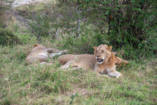 Close up portrait of Lioness and Lion resting and sleeping under a tree in Maasai Mara
