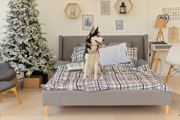 Husky dog sitting on the bed over the Christmas tree